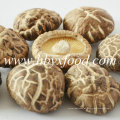 Thick Tea Flower Shiitake Mushroom From China